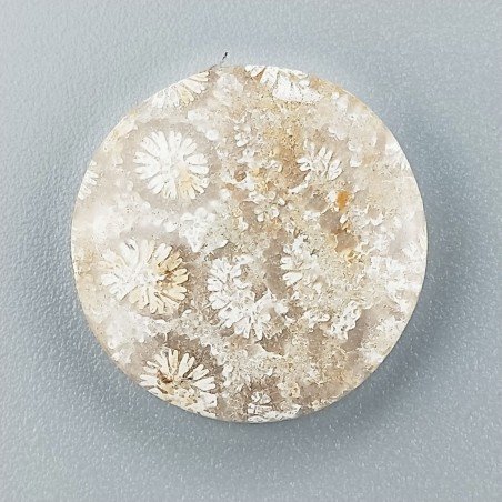 Corallo Fossile Naturale Forma Tondo Piatto Cabochon Liscio Fatto a Mano 19mm 2,68gm 1pz