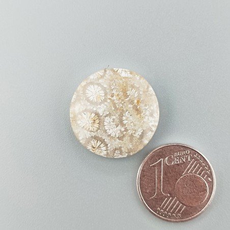 Corallo Fossile Naturale Forma Tondo Piatto Cabochon Liscio Fatto a Mano 19mm 2,68gm 1pz