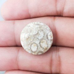 Corallo Fossile Naturale Forma Tondo Piatto Cabochon Liscio Fatto a Mano 19mm 2,68gm 1pz