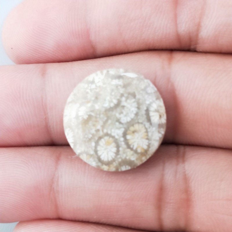 Corallo Fossile Naturale Forma Tondo Piatto Cabochon Liscio Fatto a Mano 19mm 2,68gm 1pz