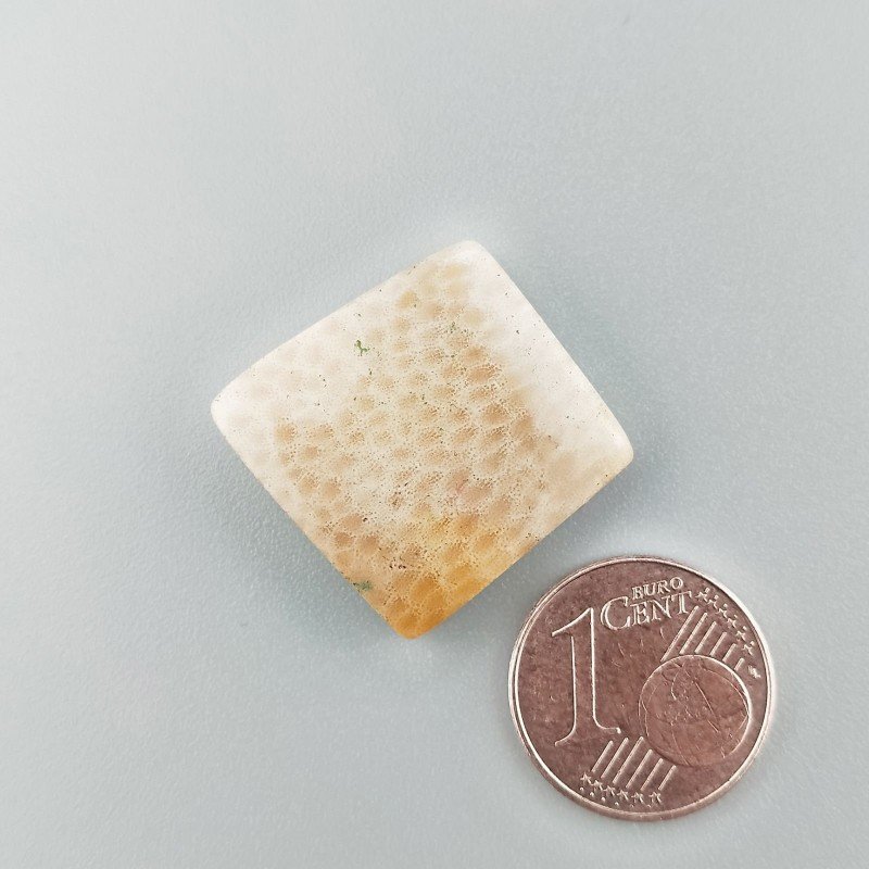 Corallo Fossile Naturale Forma Fantasia Piatto Cabochon Liscio Fatto a Mano 19X19mm 3,54gm 1pz