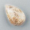 Corallo Fossile Naturale Forma Goccia Piatto Cabochon Liscio Fatto a Mano 20X13mm 2,71gm 1pz