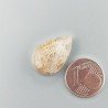 Corallo Fossile Naturale Forma Goccia Piatto Cabochon Liscio Fatto a Mano 20X13mm 2,71gm 1pz