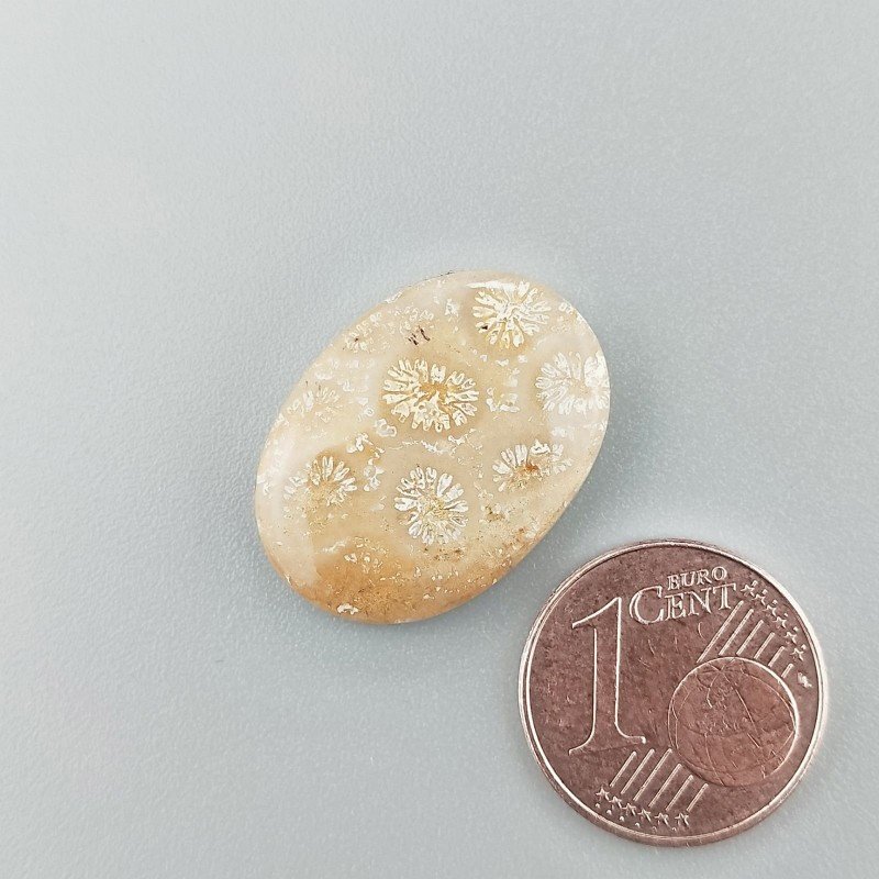 Corallo Fossile Naturale Forma Ovale Piatto Cabochon Liscio Fatto a Mano 21X16mm 2,40gm 1pz