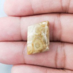 Corallo Fossile Naturale Forma Fantasia Piatto Cabochon Liscio Fatto a Mano 17X13mm 2,86gm 1pz