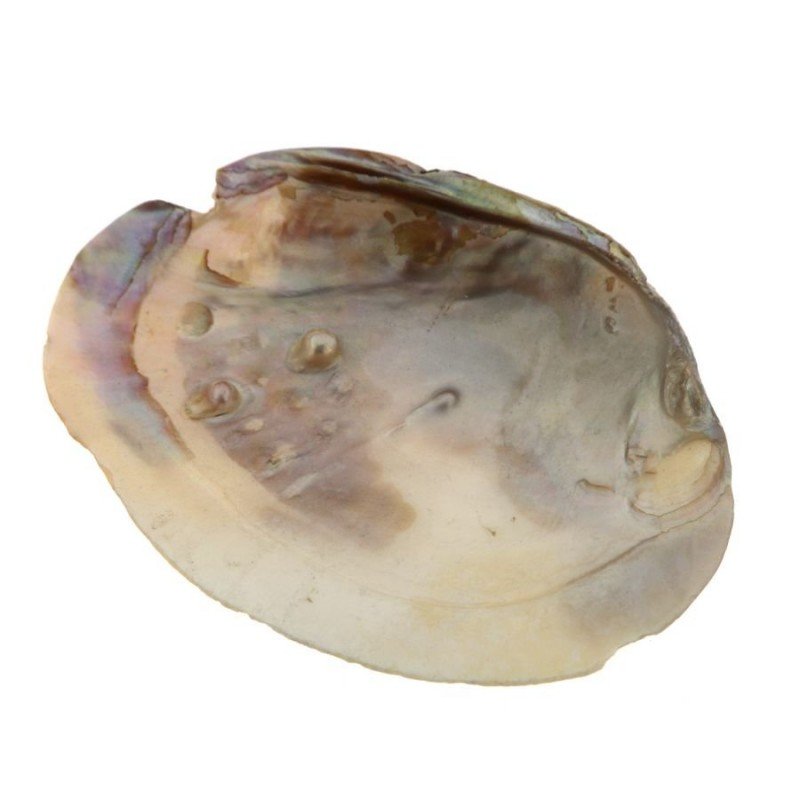 Conchiglia naturale