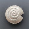 Distanziatore In Ottone Forma Forma Conchiglia Satinata 20mm Argentato 1pz