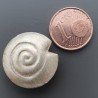 Distanziatore In Ottone Forma Forma Conchiglia Satinata 20mm Argentato 1pz