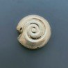 Distanziatore In Ottone Forma Conchiglia Satinata 30mm-Dorato 1pz