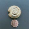 Distanziatore In Ottone Forma Conchiglia Satinata 30mm-Dorato 1pz