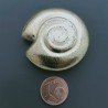 Distanziatore In Ottone Forma Conchiglia 40mm-Dorato 1pz