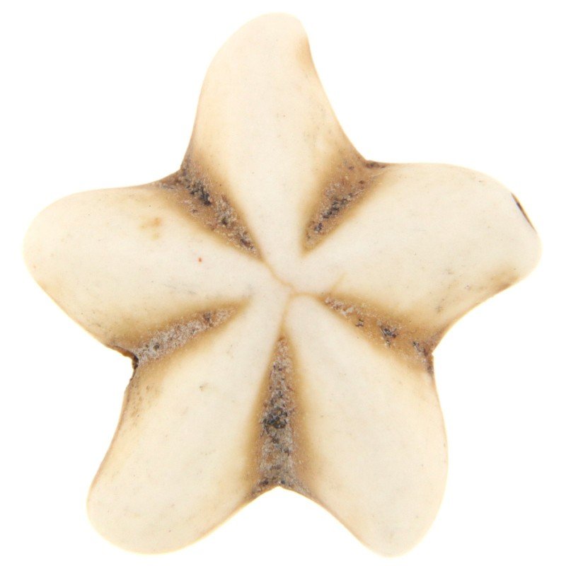 Aulite Forma Stella Marina 18mm-Beige 1pz