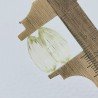 Quarzo Oro Verde Forma Goccia Incisa Moghul Fatto A Mano 17X15X9mm 17,75 Carati 1pz